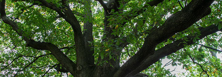 A large tree with wide branches full of green leaves