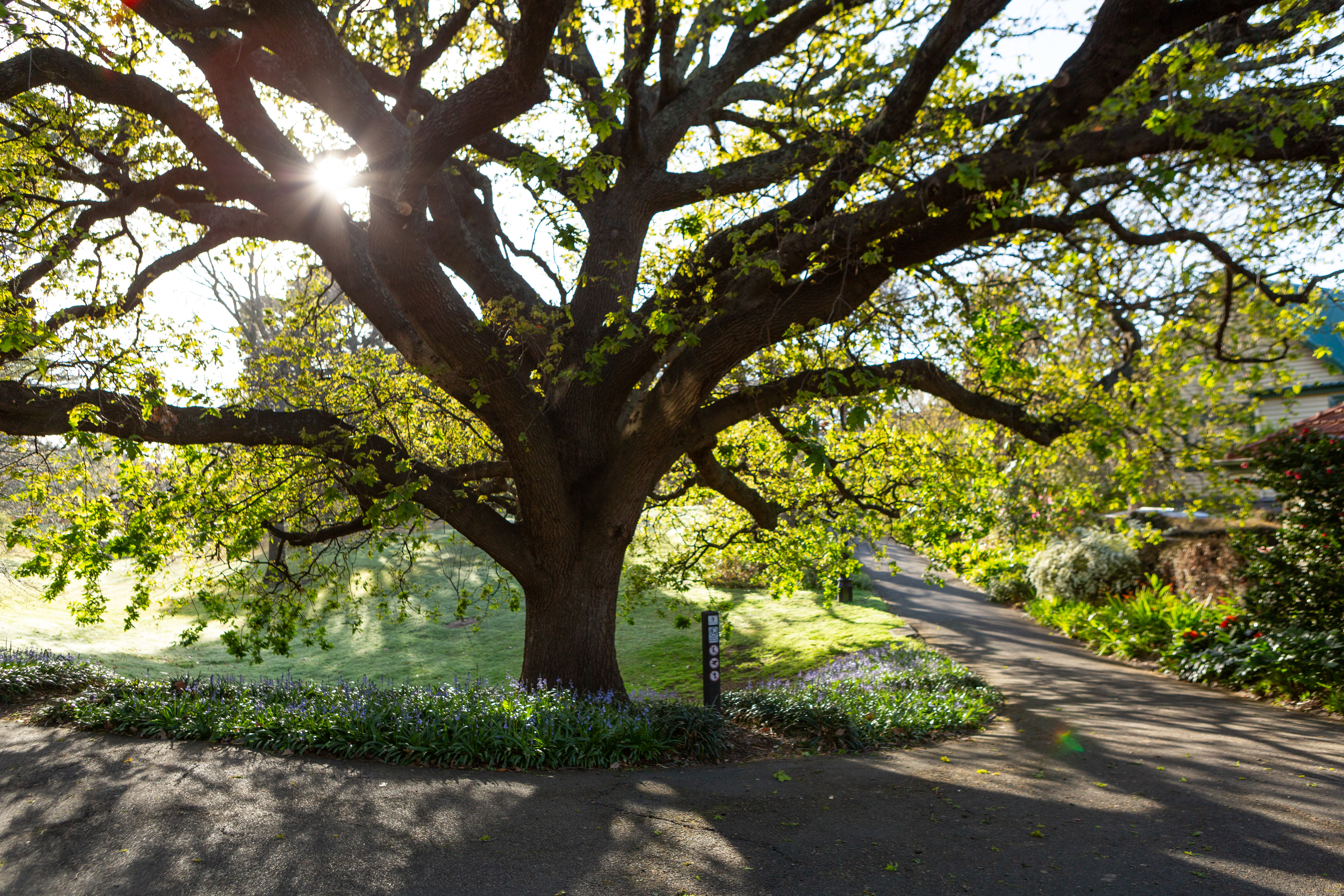 A large tree at a park with green foliage, lit by the sun that is coming through the leaves