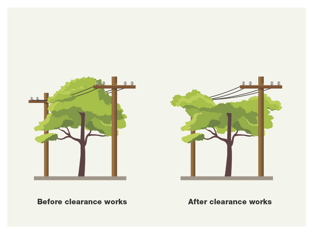 Diagram of 2 trees: one is growing over a set of power lines, the other has been pruned in a Y-shape so that the foliage does not touch the lines.