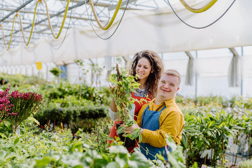Two people working in a greenhouse with the plants