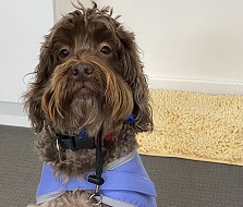 a brown labradoodle with a blue cape