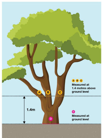 Multiple stemmed tree. A B C: Each stem is measured 1.4m above ground level. D: Circumference of tree trunk is 150cm or more when measured at ground level.