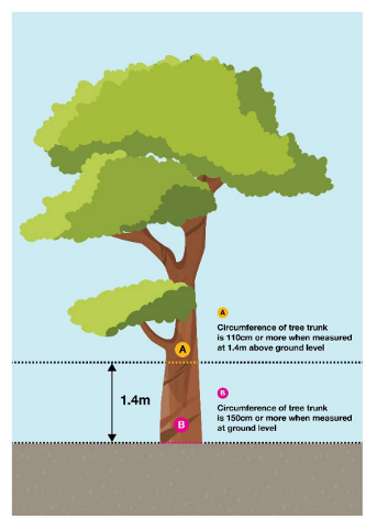 Single stemmed tree. A: Circumference of tree trunk is 110cm or more when measured 1.4m above ground level. B: Circumference of tree trunk is 150cm or more when measured at ground level.