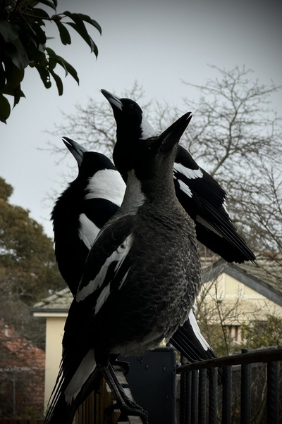 3 magpies sitting on a fence one behind the other. They are looking up at the sky
