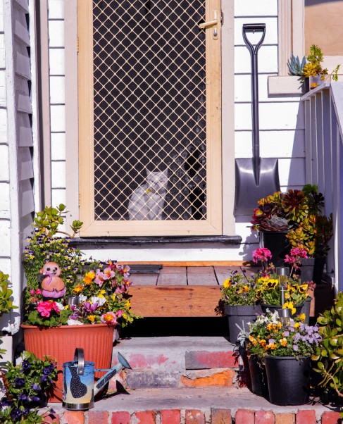 A photograph of a white cat looking through a cream screendoor. There are colourful potted plants out the front.