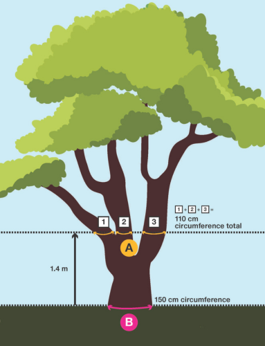 Large multi-stemmed tree that measures 150 centremetres at the base and the circumference of all branches at a height of 1.4 metres measure 110 centremetres.