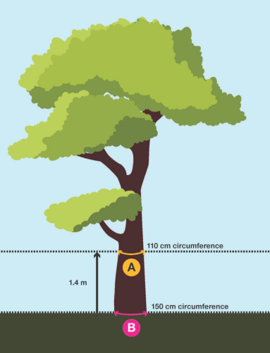 A tree with with a trunk circumference of 110 centimetres at 1.4 metres from the ground.