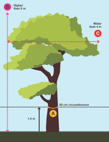 A tree taller than 5 metres and wider than 4 metres with a trunk circumference of 50 centimetres at 1.4 metres from the ground.