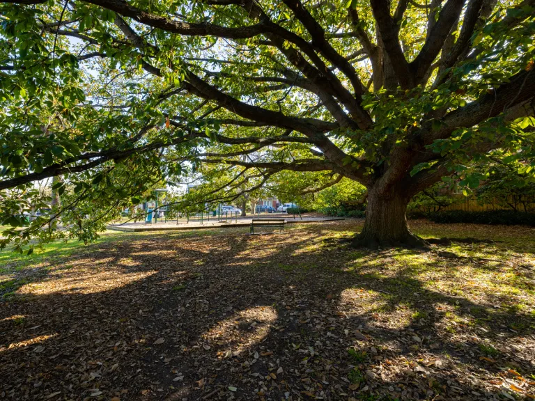 A large tree whose branches create shade on the ground. Behind the tree is a childens playground.