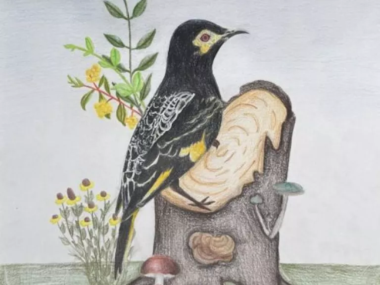 image of pencil illustration of regent honeater on a stump by a branch
