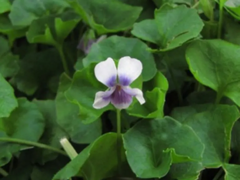 A violet flower stands in a green leaves.