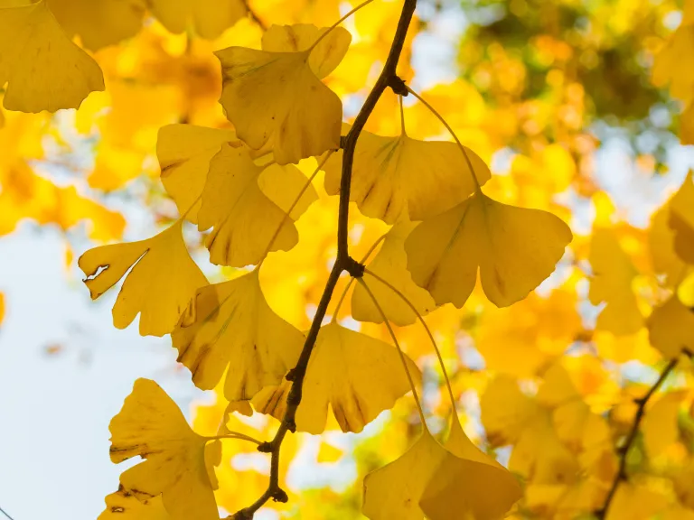 Pale yellow leaves on tree 