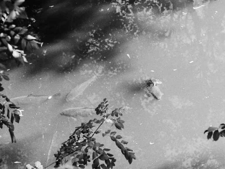 A black-and-white photograph of a pond seen from above, with leafy branches framing the edges. Several fish are faintly visible beneath the water’s surface, and scattered small debris floats on top. 