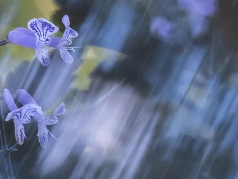 Soft-focus photograph of small purple flowers with patterned petals, set against a blurred background of bright yellow and green. Diagonal streaks of light blur across the image.