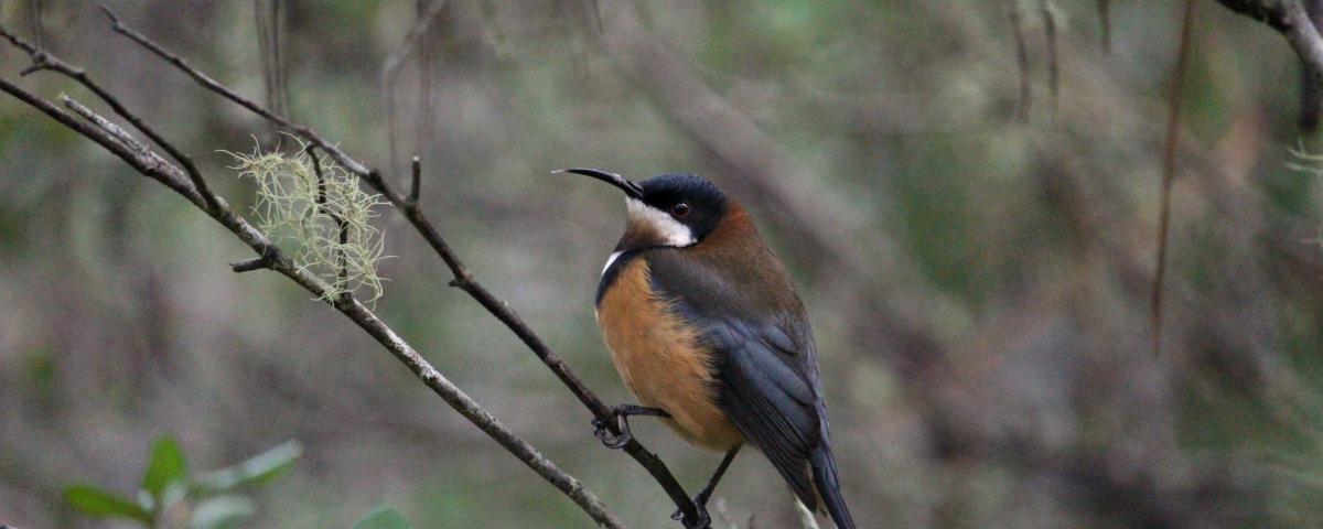 An Eastern Spinebill sits on a small branch