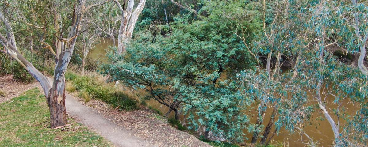 Looking down on a section of the Yarra River showing the trees and plants along the rivers edge