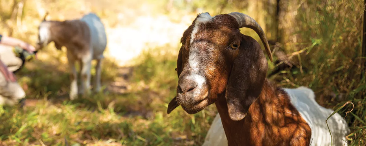 Two brown and white long-eared goats in grass