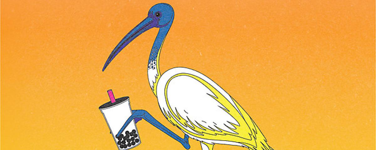 Illustration of an ibis holding a drink cup