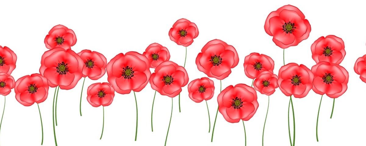 graphic of lots of poppy flowers