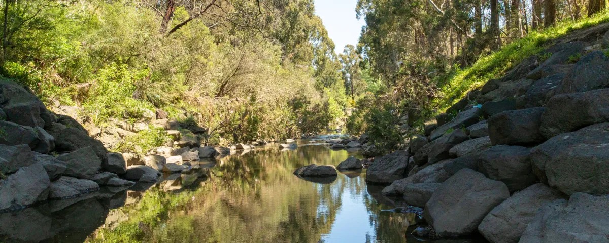 Looking over the calm water of gardiners creek, with dense vegetation on either side