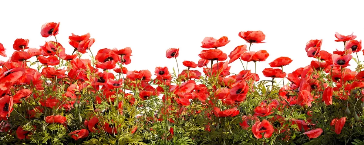 field of poppies