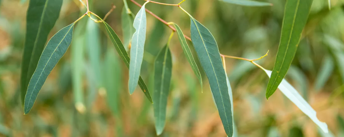 A sprig of gum leaves on a tree