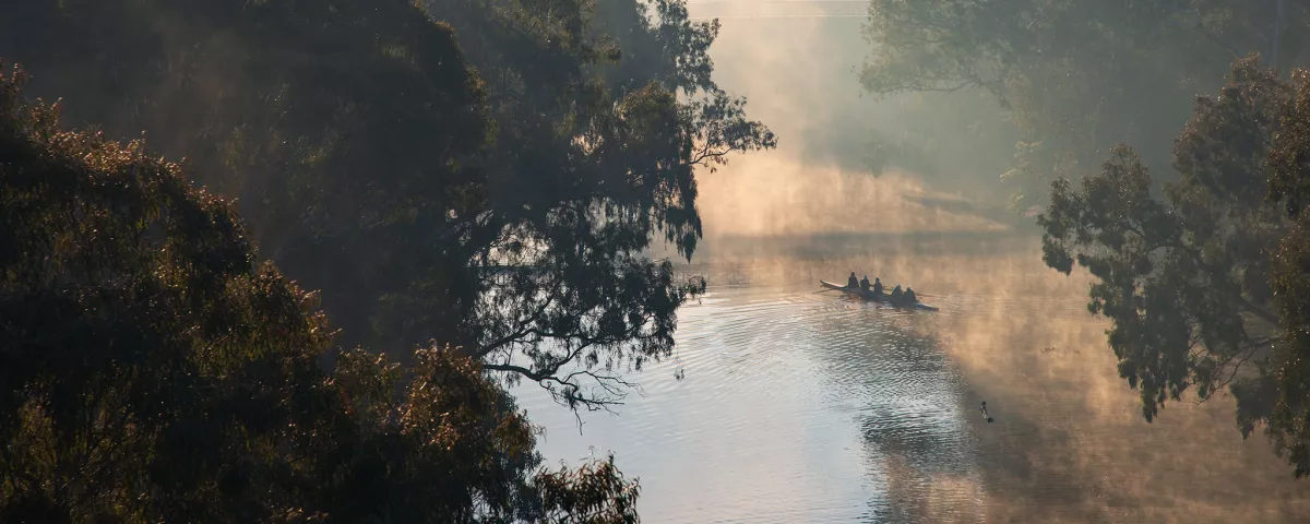 Trees hanging over a foggy river. Rowers glide along the still water