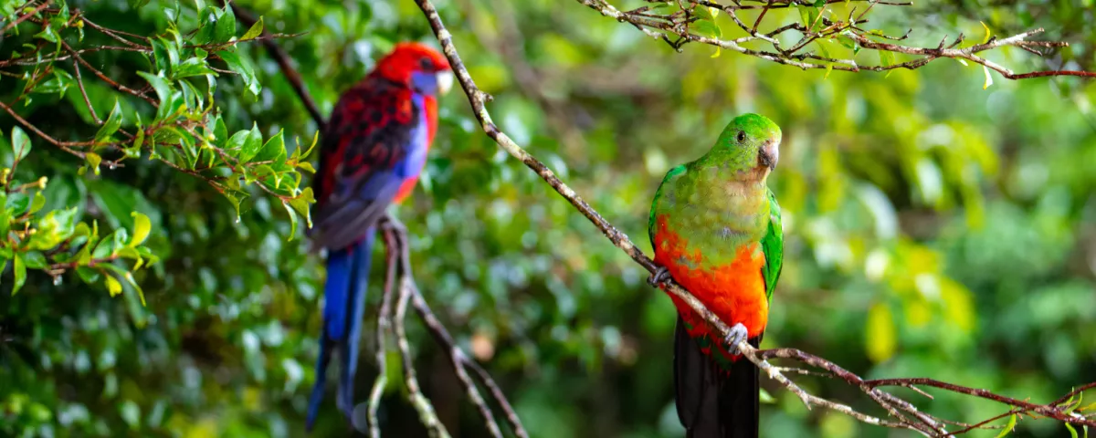 Two colourful parrots perched on a branch, one with blue and red feathers, the other green and red, set against a lush green background.