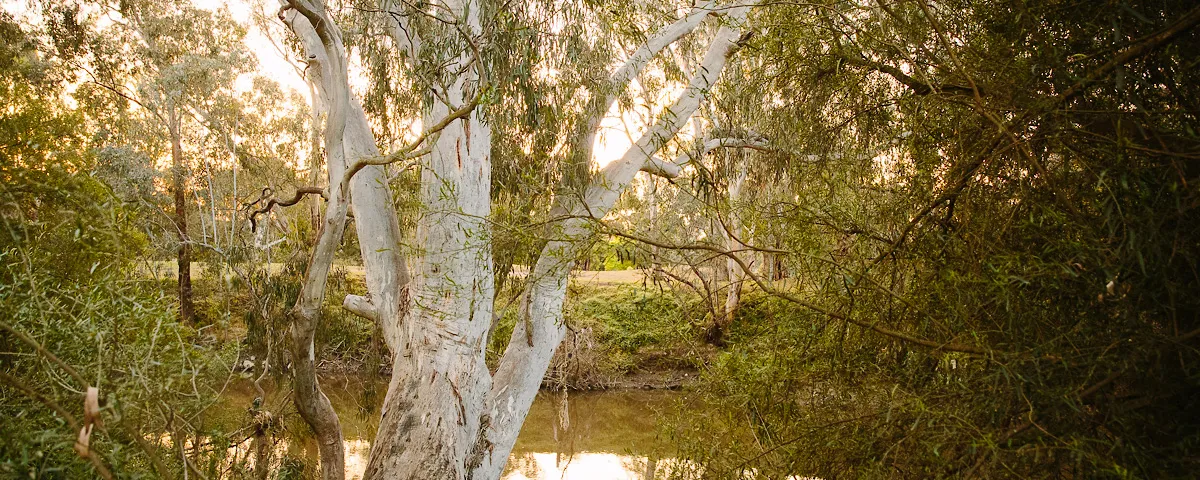 A gum tree rises over a waterway in the late afternoon light