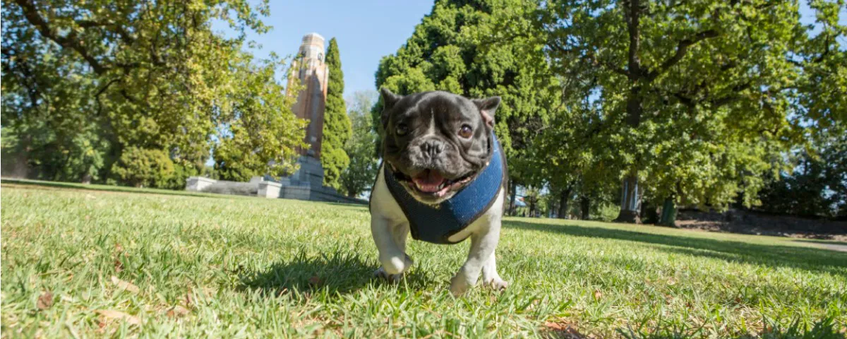 Small happy pug dog runs in park with ear memorial in background