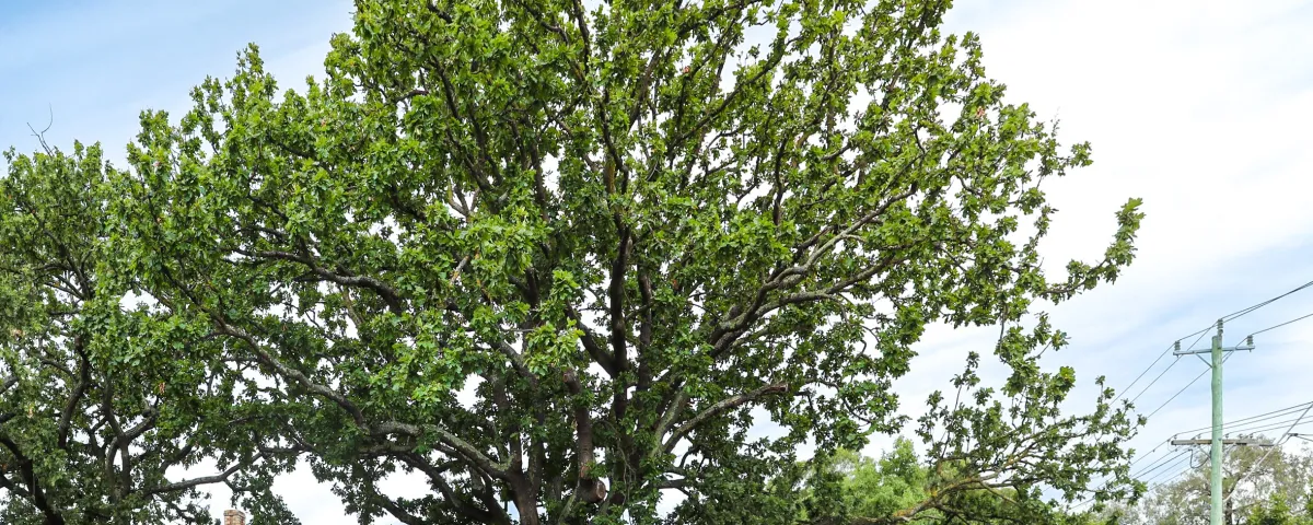 A large tree covered in new leaves against a partly cloud sky.