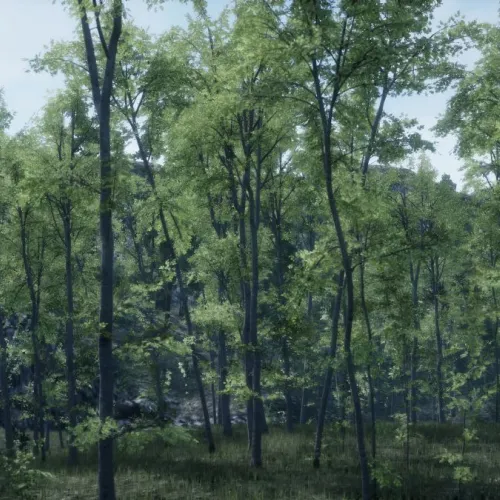 A forest of young thin trees with green foliage and cliffs in the background