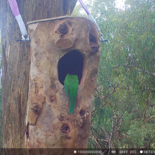 a king parrot's emerald tail feathers can be glimpsed in a tree hollow
