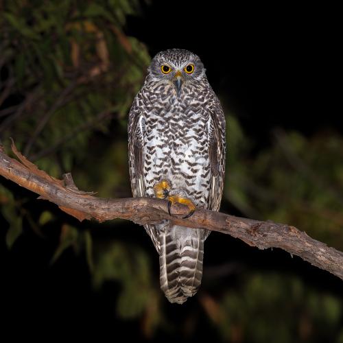 an owl perched on a branch at night