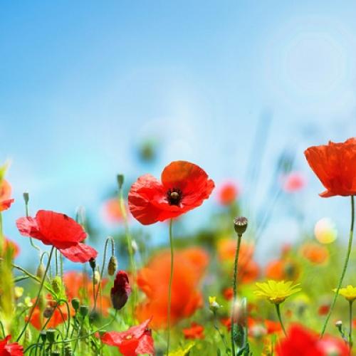 Bright red poppies in front of a blue sky