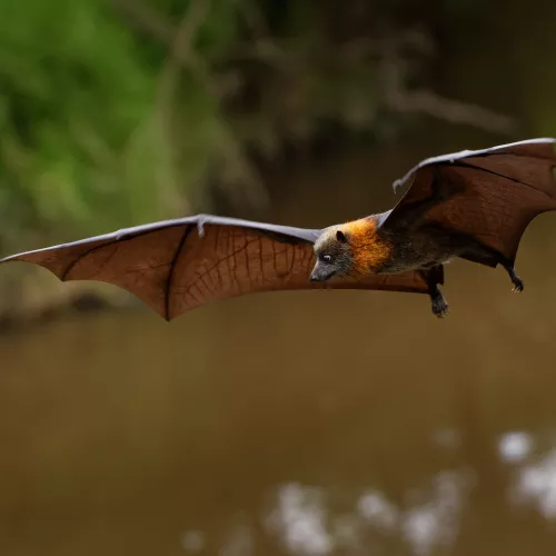 Flying Fox over Yarra River