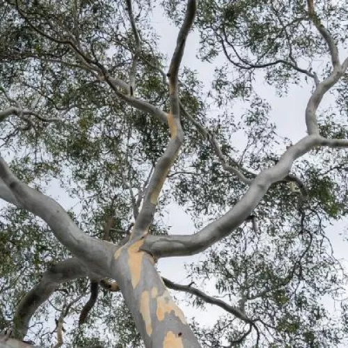 Tall tree with a cloudy sky background