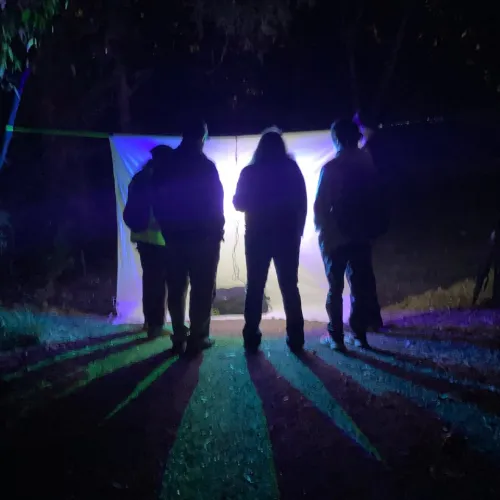 People looking at moths on a white sheet strung up between 2 trees in the dark
