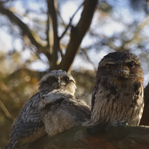 Two Tawny Frogmouths sitting together on a branch in nature.