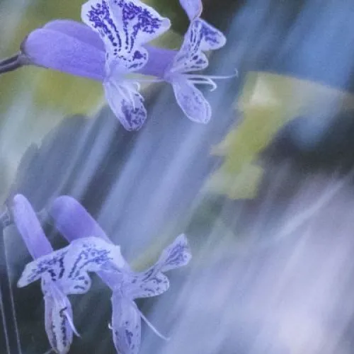 Soft-focus photograph of small purple flowers with patterned petals, set against a blurred background of bright yellow and green. Diagonal streaks of light blur across the image.