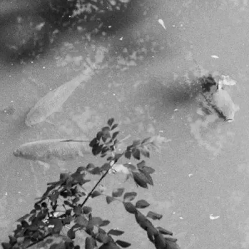 A black-and-white photograph of a pond seen from above, with leafy branches framing the edges. Several fish are faintly visible beneath the water’s surface, and scattered small debris floats on top. 