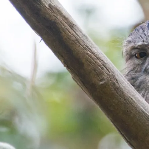 A tawny frogmouth sitting in a gum tree