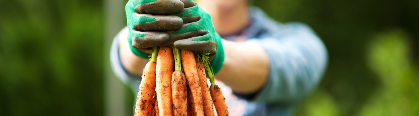 Person holing a bunch of freshly picked carrots