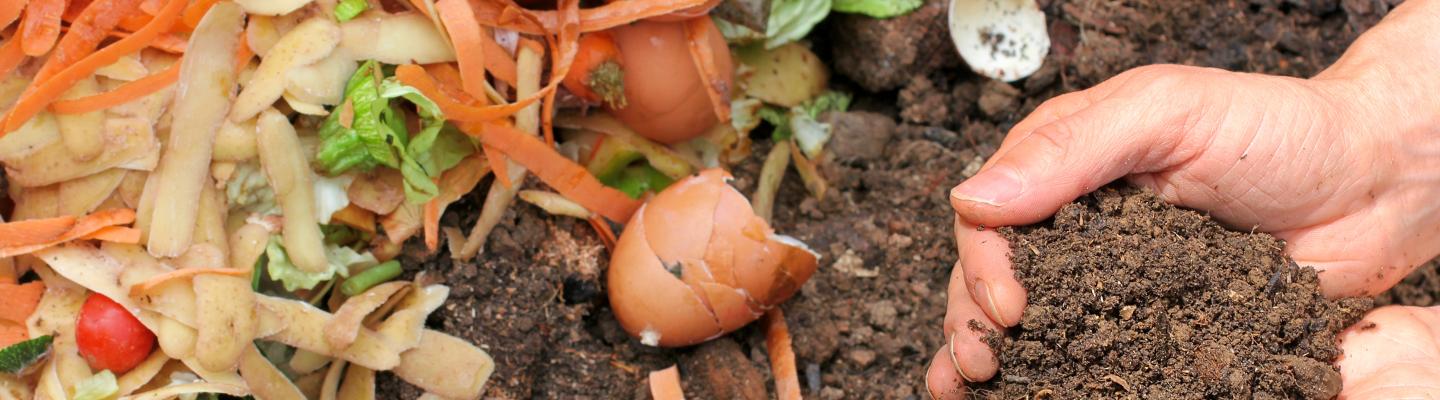 Hands in the soil with kitchen scraps