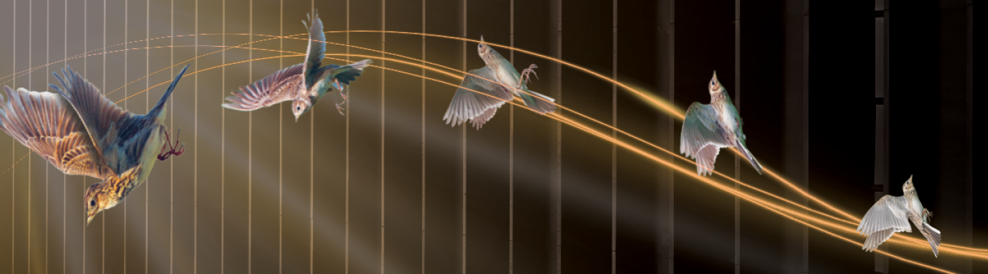 Five birds flying with a backdrop of a staircase and golden strands of light stretching between the birds
