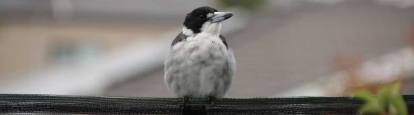 A burd with a black face and white chest sitting on a fence,
