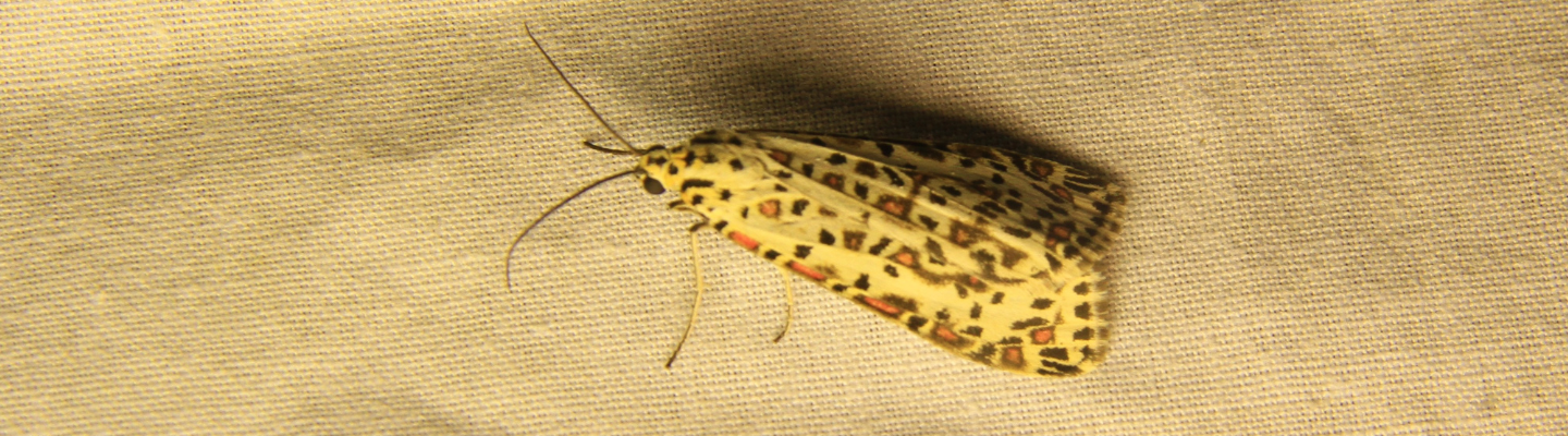 A yellow moth with brown spots resting on a canvas fabric