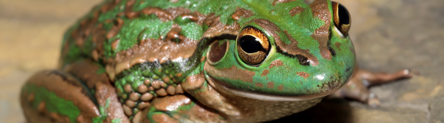 A green frog 