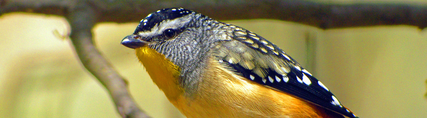 A small bird with a yellow chest and black wings with white spots 