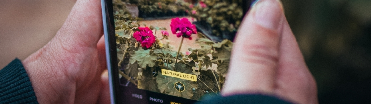 A person taking a photo of pink flowers through their mobile 